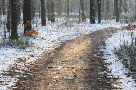 path   in winter forest on sunny dayの写真素材
