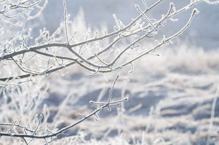 closeup of frost on  tree branch on sunny winter morningの写真素材