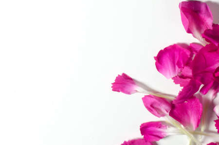 macro of pink flower petals on white backgroundの写真素材