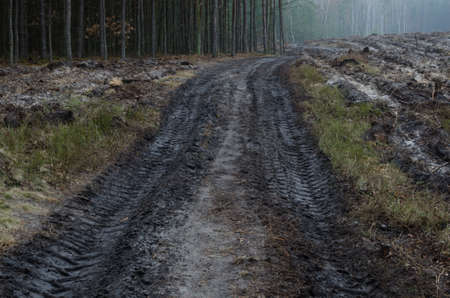 country road in autumn forestの写真素材