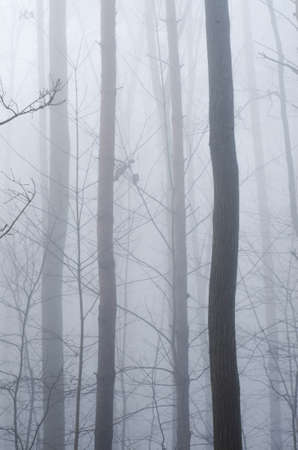 bare trees in foggy morning