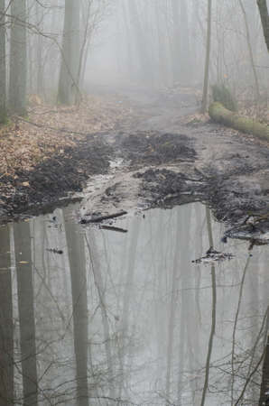 forest trees reflection in waterの写真素材