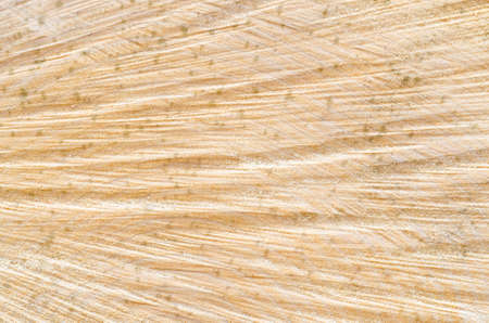 closeup to cut tree trunk texture backgroundの写真素材