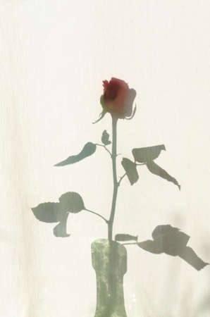 rose shadow on white textile courtainの写真素材