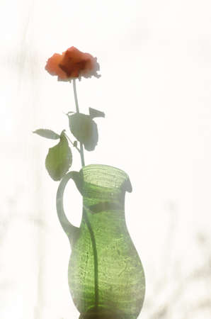 rose shadow on white textile courtainの写真素材