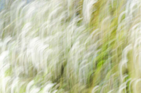 nature defocused motion blur backgroundの写真素材