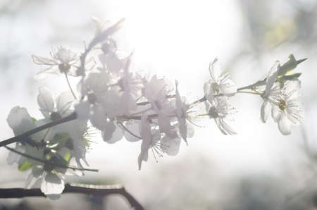 detail of spring plum flowersの写真素材