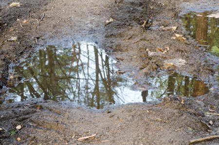 spring forest reflection in pondの写真素材