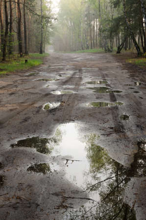 forest road after rainの写真素材