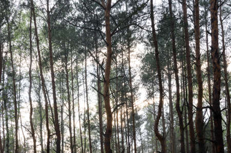 pine forest on spring day