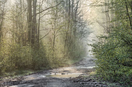 country road in forest after rain on foffy morningの写真素材