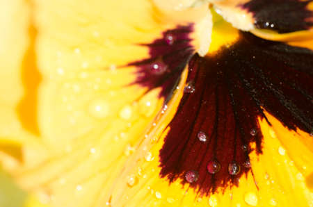 maco o of yellow pensy flower with water dropsの写真素材