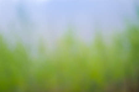 abstract spring nature blurred backgroundの写真素材