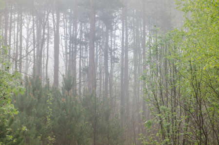 spring forest in foggy morningの写真素材