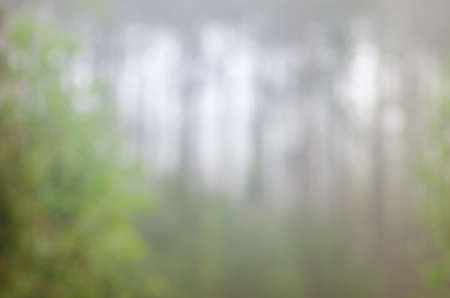 spring blurred forest in foggy morningの写真素材