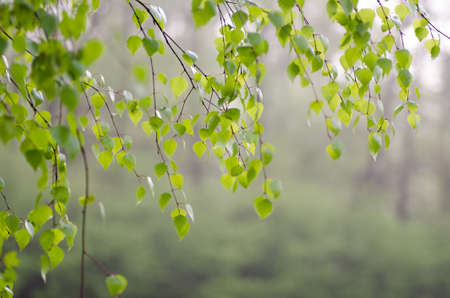 spring birch twigs with leavesの写真素材