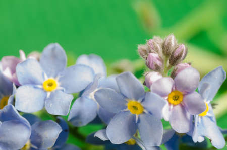 forget me not blue spring flowrs