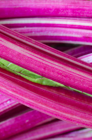 detail of sweet beet leaves (mangold)の写真素材