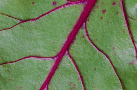 detail of sweet beet leaf (mangold)の写真素材