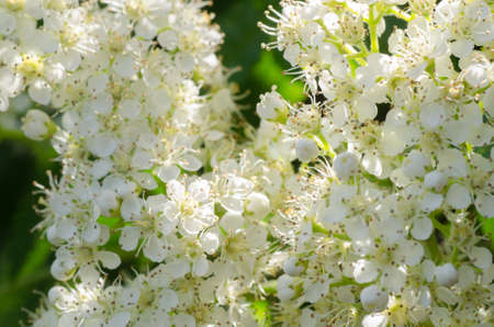 rdetail of whie rowan flowersの写真素材