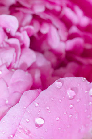 pink peony flower petals   macroの写真素材