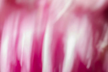 pink nature blurred background from peony flowersの写真素材