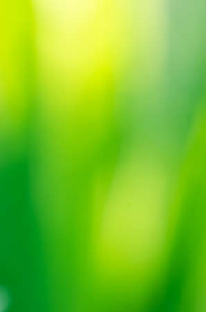 nature green meadow blurred backgroundの写真素材