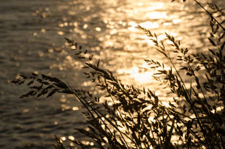 waves in river water backgroundの写真素材