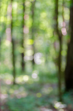 defocused abstract green nature backgroundの写真素材