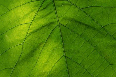 macro of green leaf texture