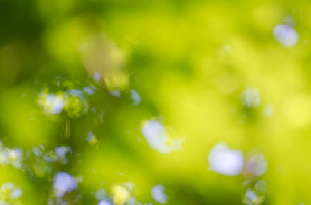 Defocused abstract green nature の写真素材