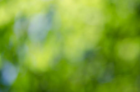 Defocused abstract green nature の写真素材