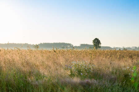 lonrly tree in summer landscape with meadow
