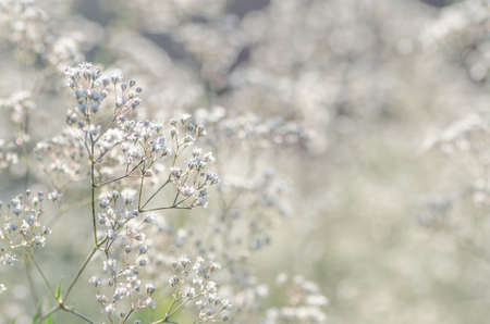 delicate white flowers background selective focusの写真素材