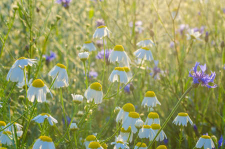 summer meadow with wild flowersの写真素材