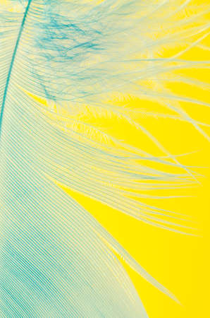 blue feather macro on yellow backgroundの写真素材
