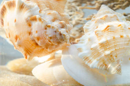 closeup to shells composition in aquariumの写真素材