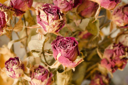 close up to dried rosesの写真素材