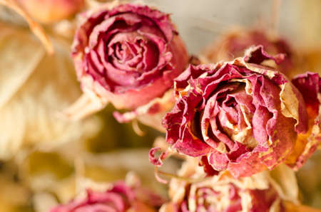 close up to dried rosesの写真素材