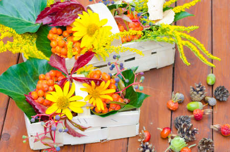 multicolored autumn plant and flowers compositionの写真素材