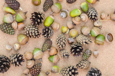 fall plants still life compositionの写真素材