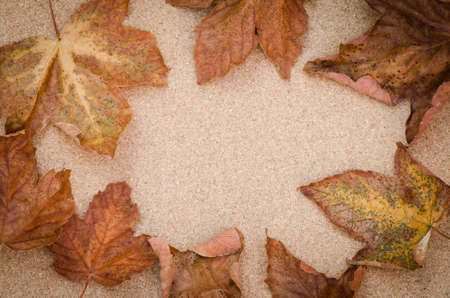 fall plants still life compositionの写真素材