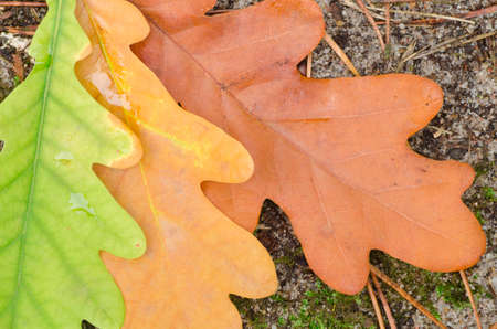 oak colorful fall leaves on ground