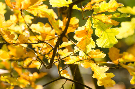 oak fall branch with leaves
