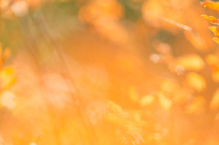 abstract nature autumn defocused backgroundの写真素材