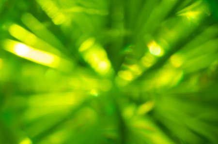 defocused green color  lights backgroundの写真素材