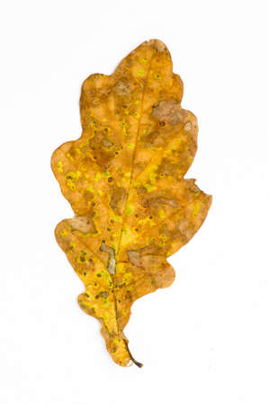 fall oak leaf isolated on white backgroundの写真素材