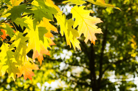 fall oak twig with yellow leaves