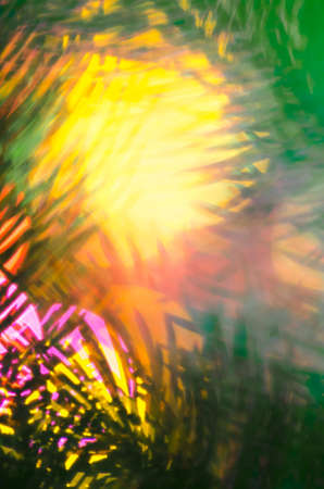 closeup to blurred Cristmas tree twigの写真素材