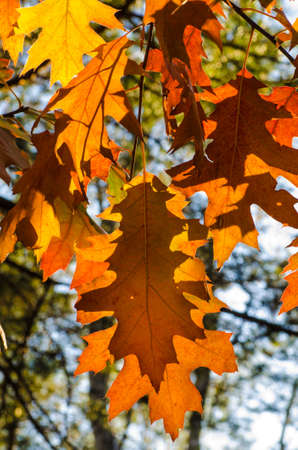 twig with autumn oak leaves